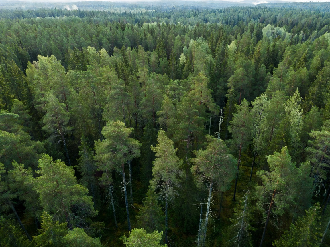 High canopy view of northern Swedish coniferous forest